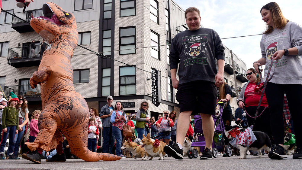 Staff Photo by Robin Rudd / Welsh Corgis appear to be in pursuit of a dinosaur. The 15th annual MAINx24 EPB Southside Parade and street festival took place on December 4, 2021.