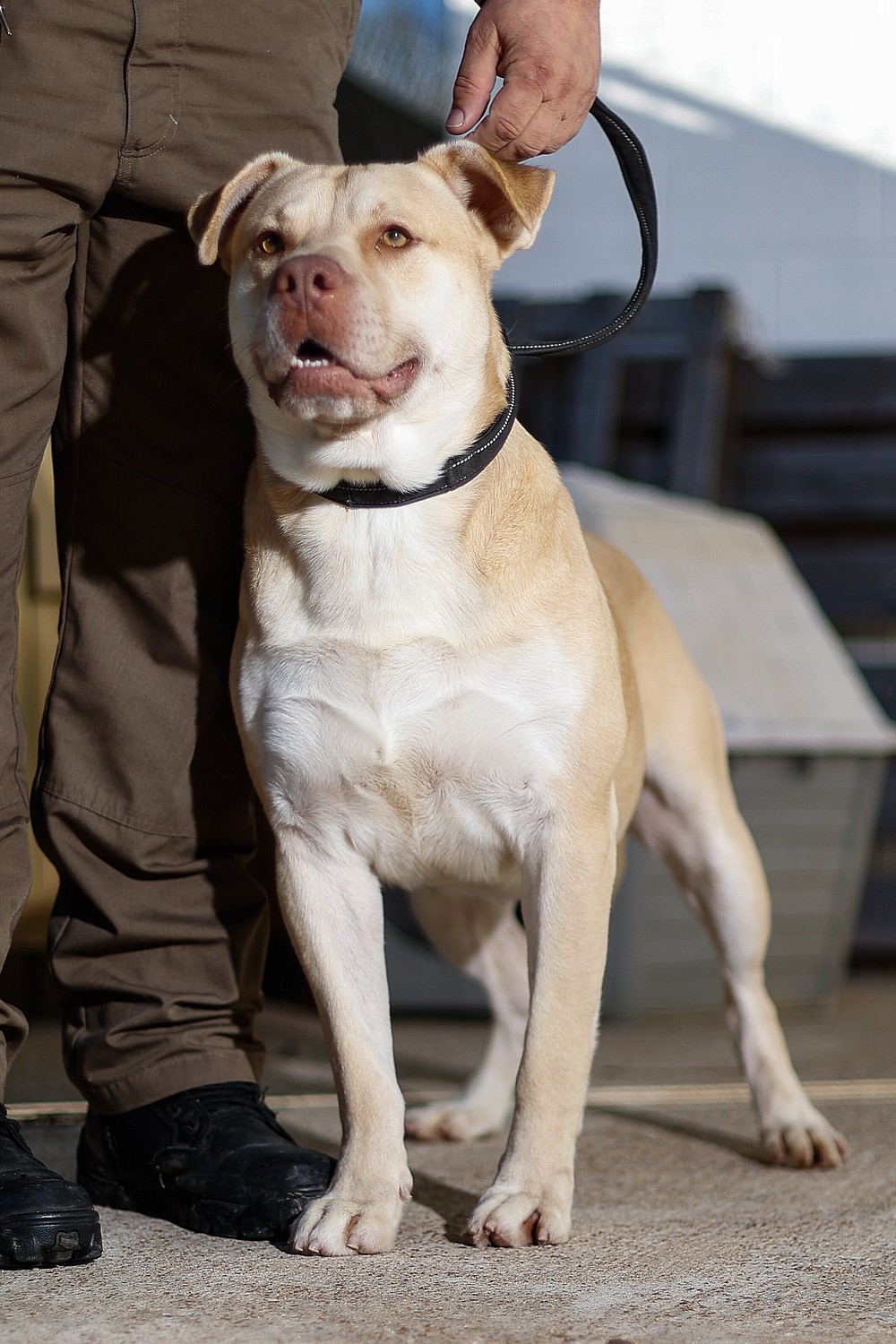 Catoosa County Animal Shelter pet project Chattanooga Times Free Press