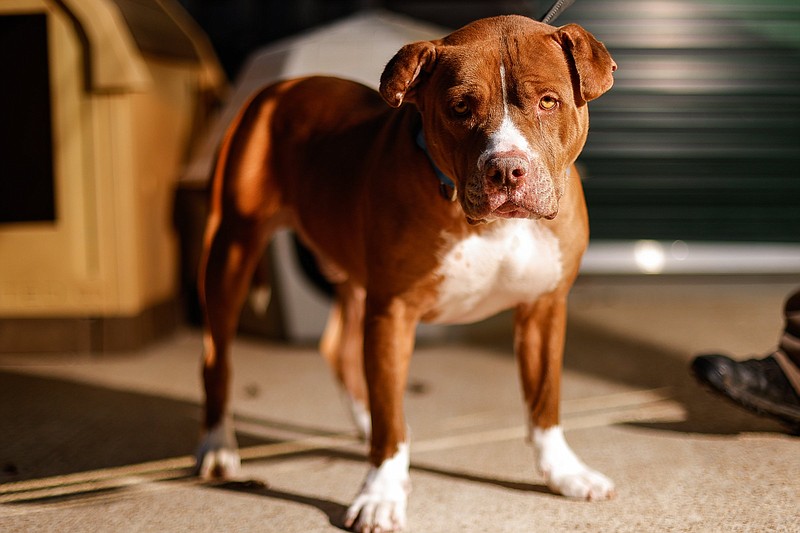 Donation from local business owner paves the way for animal adoptions