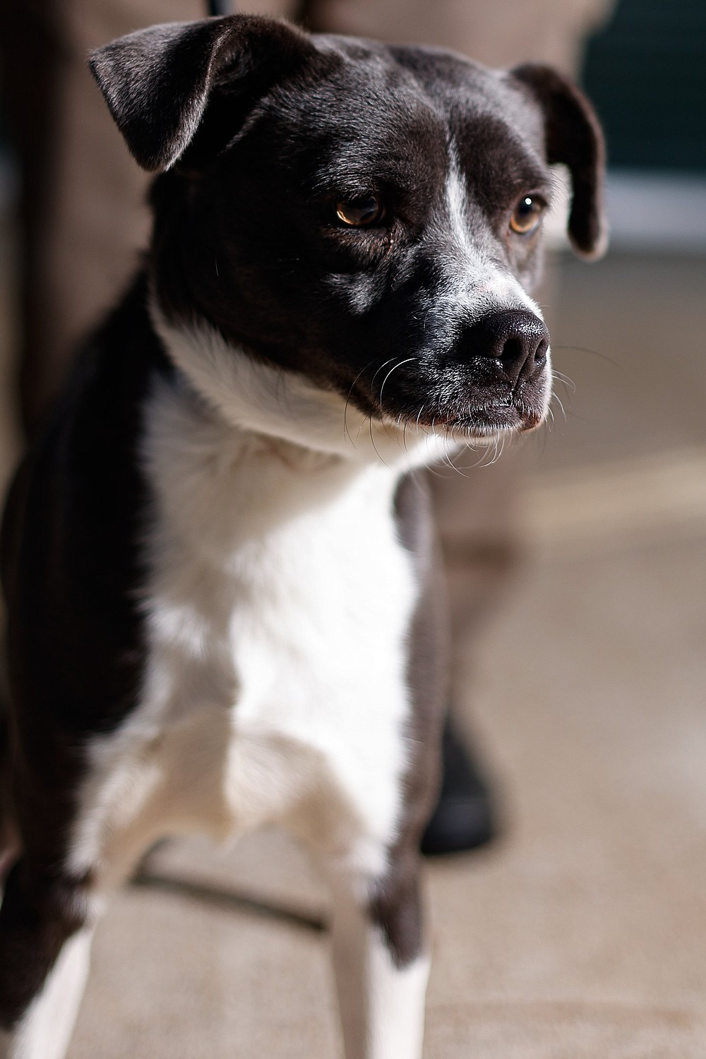 Catoosa County Animal Shelter pet project Chattanooga Times Free Press