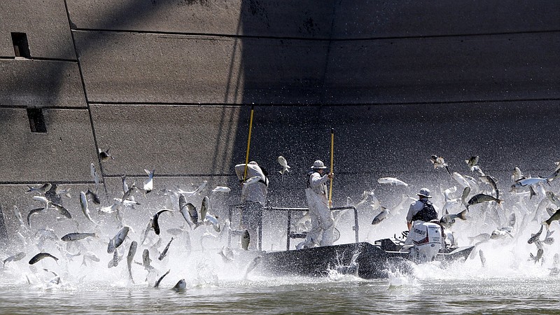 Staff File Photo / Carp swarm out of the Cumberland River as Tennessee Wildlife Resources Agency Reservoir Biologist Michael Clark, left, Kentucky Department of Fish and Wildlife Resources Fisheries Biologist Matthew Combs, center, and Kentucky DFWR Fisheries Biologist Joshua Tompkins work to remove them from the water during an electrofishing demonstration at the Barkley Dam on Thursday, Aug. 1, 2019 in Grand Rivers, Ky. The electrofishing demonstration was held to show the large population of an invasive carp in the river.