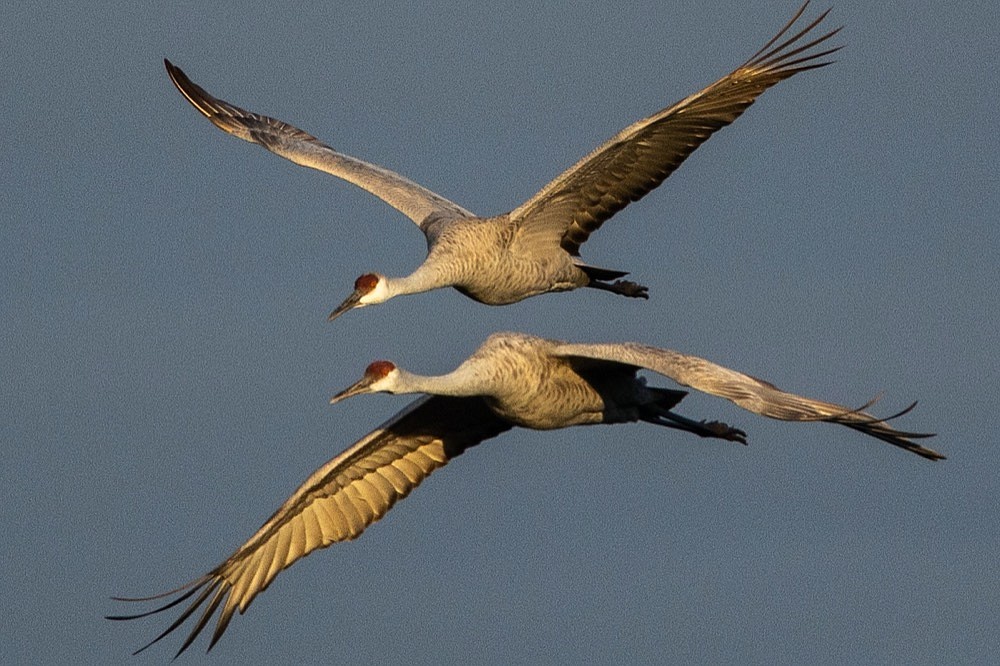 Sandhill Cranes At The Hiwassee Wildlife Refuge 