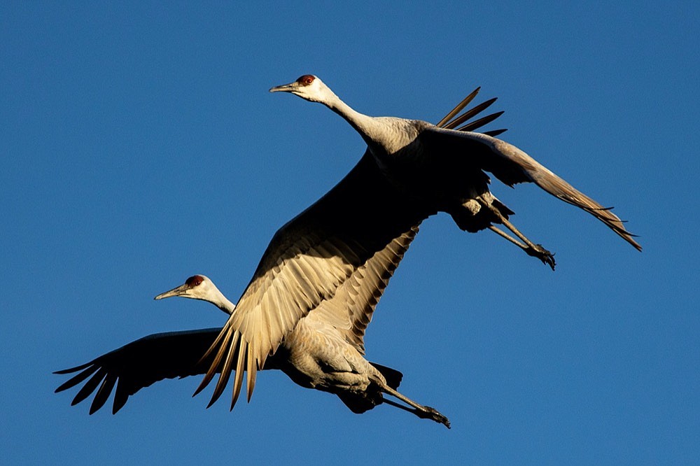 Sandhill cranes at the Hiwassee Wildlife Refuge | Chattanooga Times ...