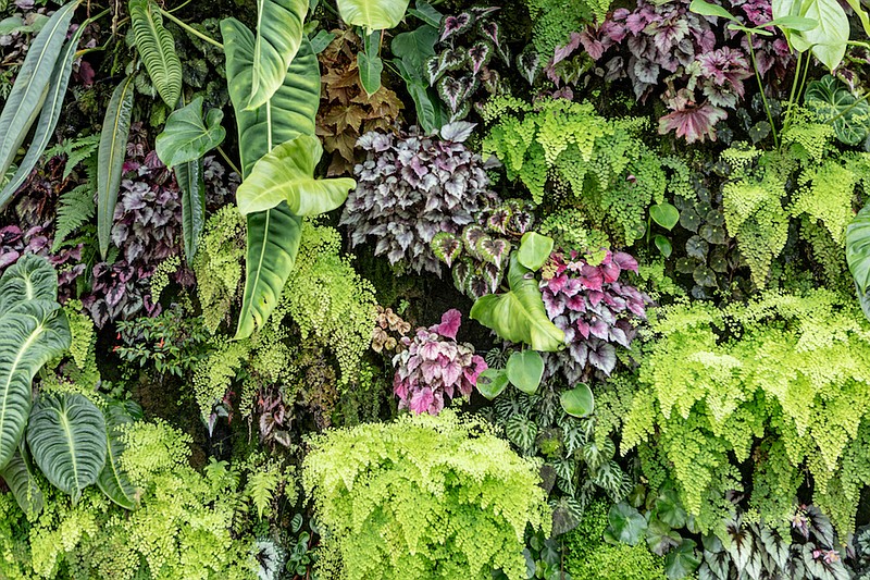 Plants in vertical garden. / Getty Images/iStock/webphotographeer