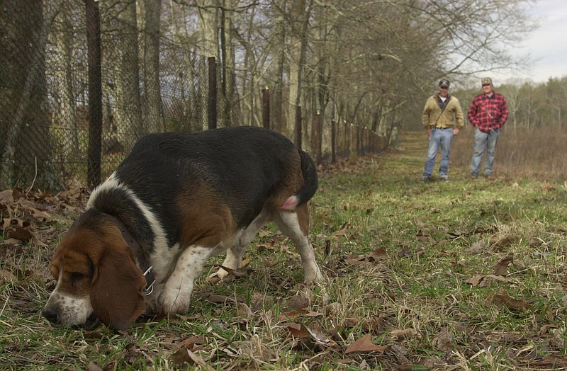 Staff file photo / A pack of beagle hounds can add to the thrills of chasing rabbits, just one of the winter activities to keep hunters busy when the big show of buck season is over, writes outdoors columnist Larry Case.