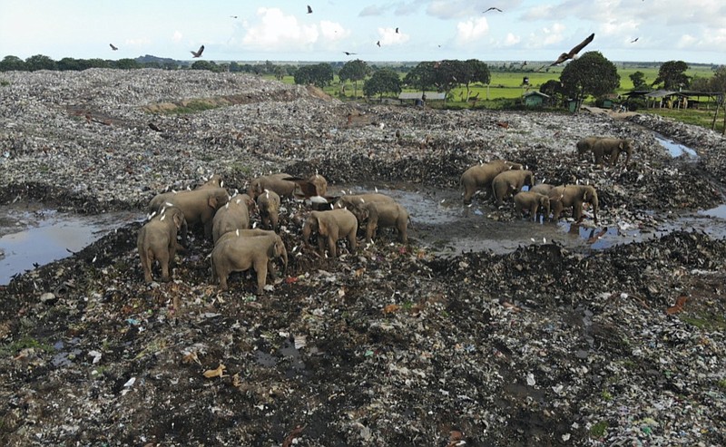 Wild elephants scavenge for food at an open landfill in Pallakkadu village in Ampara district, about 210 kilometers (130 miles) east of the capital Colombo, Sri Lanka, Thursday, Jan. 6, 2022. (AP Photo/Achala Pussalla)


