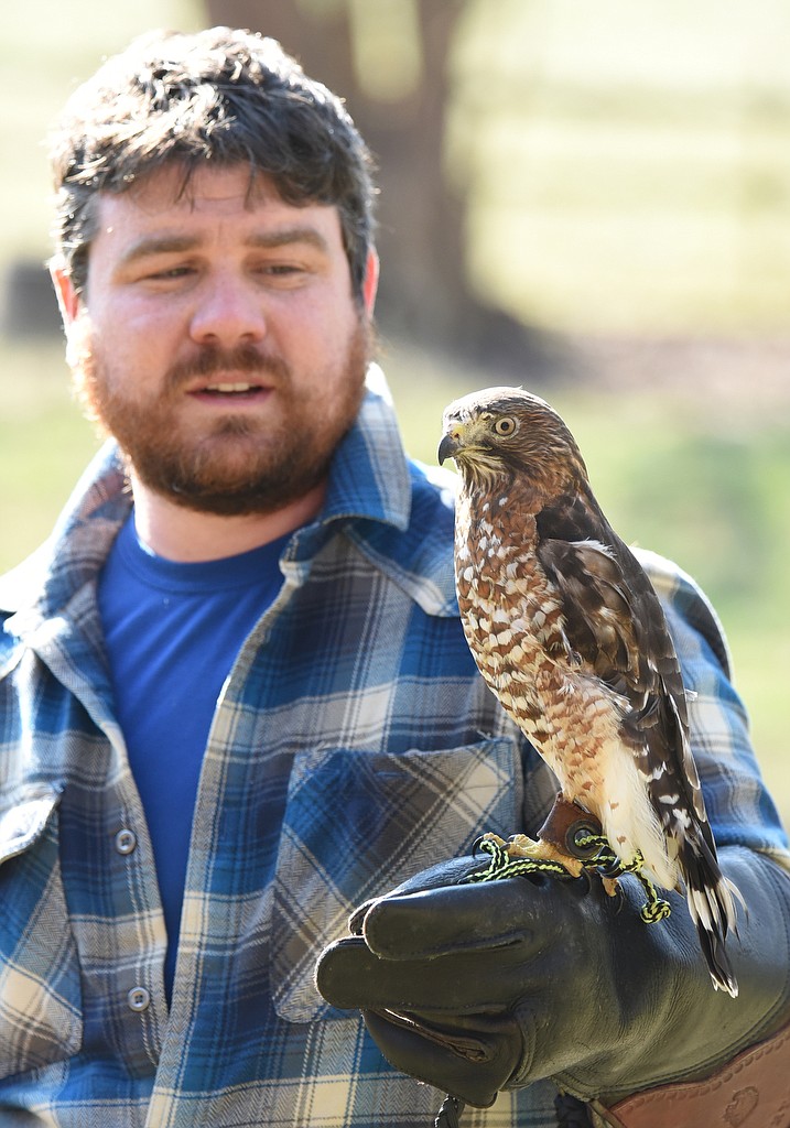 A hawk's eye view Chattanooga Times Free Press