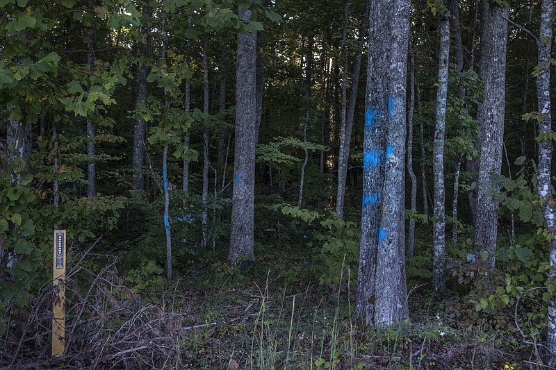 Tree trunks in the Bridgestone Firestone Centennial Wilderness Area in Sparta marked for clearcutting, despite local opposition. / Photo by John Partipilo/Tennessee Lookout
