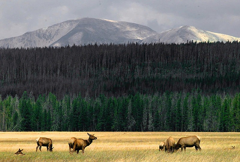 AP file photo by Kevork Djansezian / A herd of elk graze in the meadows of Yellowstone National Park in Wyoming.