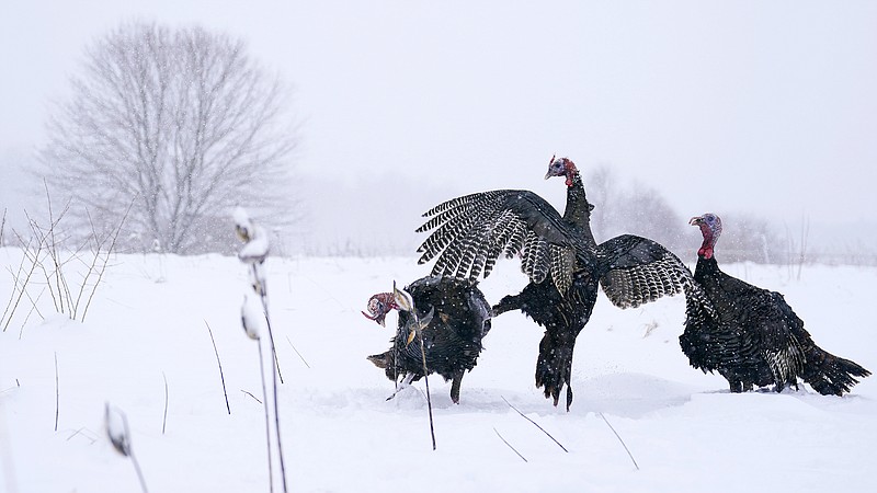AP photo by Charles Krupa / Wild turkeys tangle during a snowstorm on Jan. 7 in East Derry, N.H.