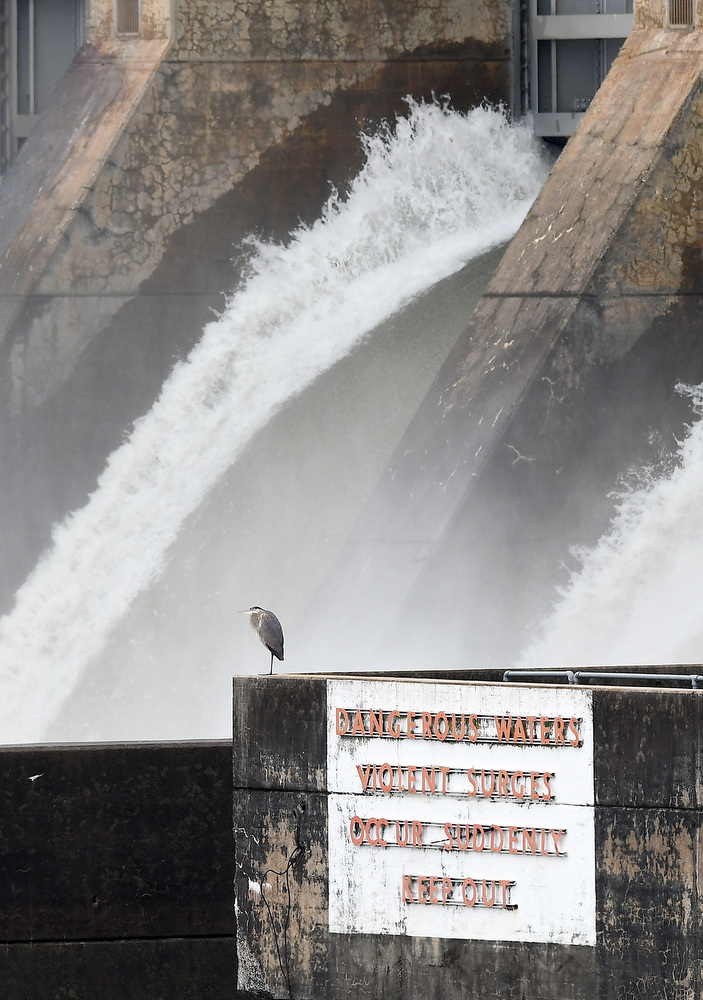 Staff Photo by Robin Rudd / A great blue heron perches near a warning sign as the waters of the Tennessee River crash through the floodgates of Chickamauga Dam. The weather for Severe Weather Awareness Week has been an almost total washout as consecutive storm systems dumped rain on the Chattanooga region over the last several days. During the 48 hours from Feb. 21-23, Hamilton County got between 3.15 and 4.36 inches of rain.