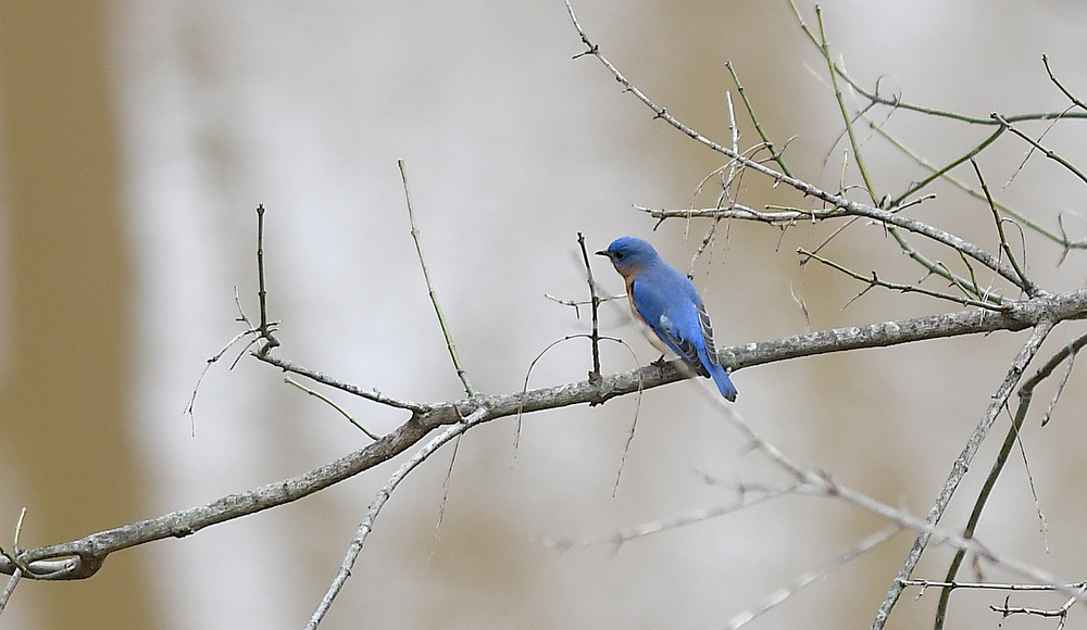 Staff Photo by Robin Rudd / With the muddy waters of South Chickamauga Creek for a background, a male Eastern Bluebird perches on a tree. The weather for Severe Weather Awareness Week has been an almost total washout as consecutive storm systems dumped rain on the Chattanooga region over the last several days. During the 48 hours from Feb. 21-23, Hamilton County got between 3.15 and 4.36 inches of rain.