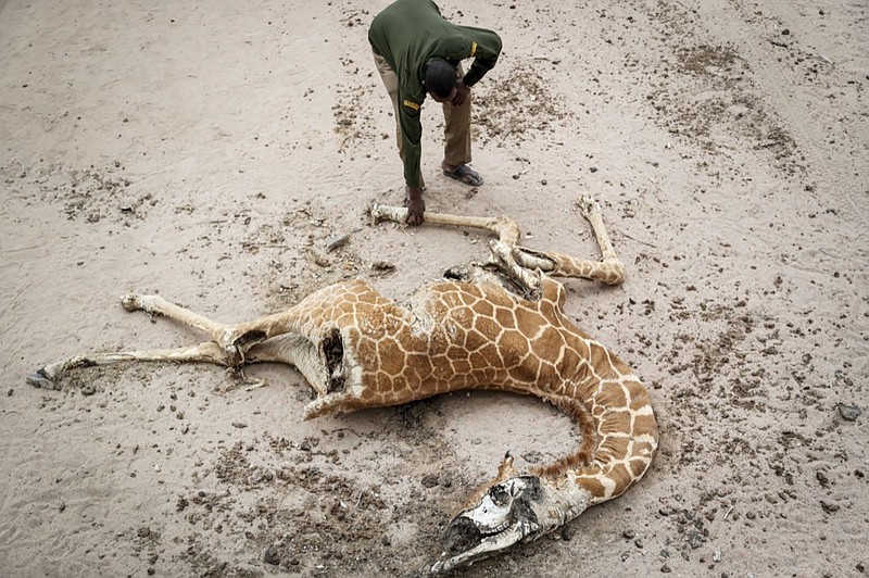 FILE - Mohamed Mohamud, a ranger from the Sabuli Wildlife Conservancy, looks at the carcass of a giraffe that died of hunger near Matana Village, Wajir County, Kenya on Oct. 25, 2021. Africa has contributed relatively little to the planet's greenhouse gas emissions but has suffered some of the heaviest impacts of climate change and the reverberations of human-caused global warming will only get worse, according to a new United Nations report released Feb. 28, 2022. (AP Photo/Brian Inganga, File)


