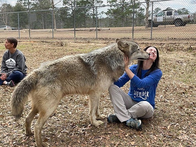 Photo contributed by Jim Watson / Home school teacher Rachel Danner meets gray wolf Maverick in Chipley, Fla.