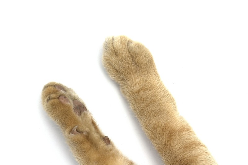 Cat's feet isolated on white background. - stock photo cat tile cat paw animal animals - Getty Images
