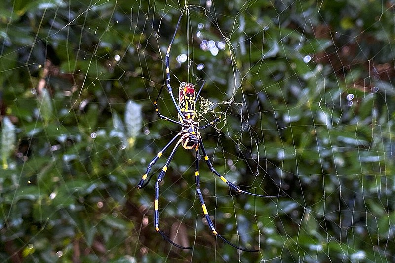 The Joro spider, a large spider native to East Asia, is seen in Johns Creek, Ga., on Oct. 24, 2021. Researchers say the large spider that proliferated in Georgia in 2021 could spread to much of the East Coast. (AP Photo/Alex Sanz)