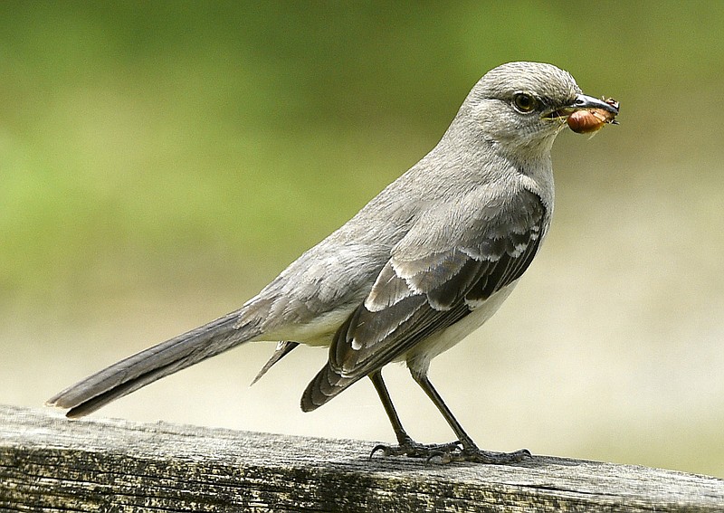 Staff file photo by Robin Rudd / A northern mockingbird perches with its lunch on a fence in East Brainerd.