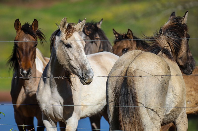 Staff Photo by Olivia Ross / Mike Teague's horses come to a fence to eat on April 7, 2022. The seven horses got loose on March 29, 2022, and were eventually brought back safely.