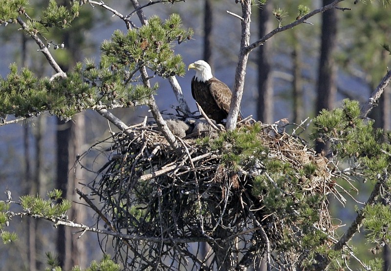 FILE - In this March 23, 2007, file photo, a bald eagle sits on a nest overlooking Lake Oconee near Greensboro, Ga. (AP Photo/John Bazemore, File)


