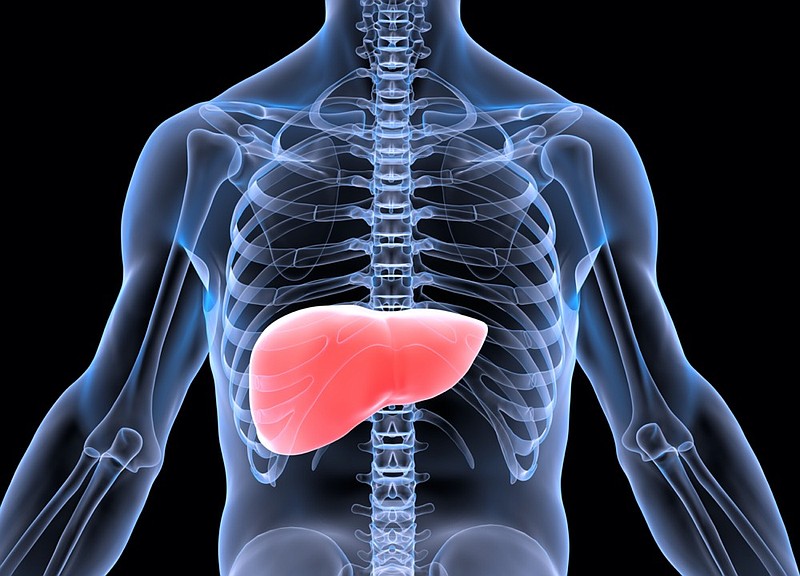 X-Ray 3D rendering of liver front view highlighted in red liver health medical tile / Getty Images
