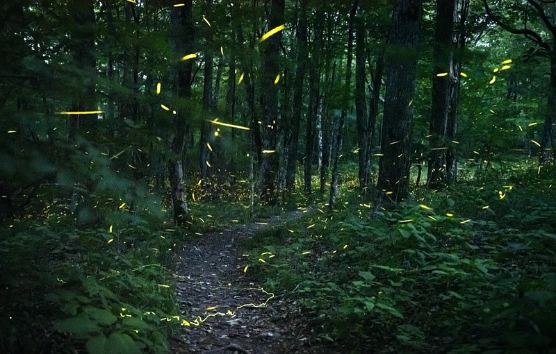 Fireflies put on light show on North Carolina mountain