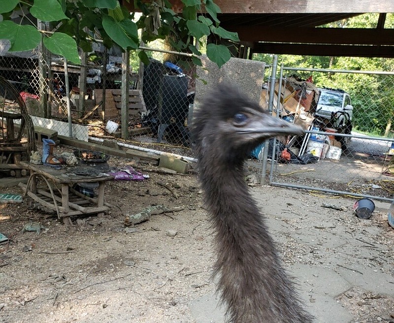 Contributed Photo by Leslie Holdman / Bobo the emu is missing from his home in Soddy-Daisy.