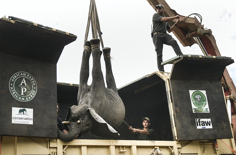 An elephant is hoisted into a transport vehicle at the Liwonde National Park southern Malawi, Sunday, July 10 2022. One by one, 250 elephants are being moved from Malawi's overcrowded Liwonde National Park to the much larger Kasungu park 380 kilometers (236 miles) away in the country's north. (AP Photo/Thoko Chikondi)