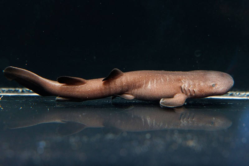 A newly hatched short-tail nurse shark pup is seen at the Tennessee Aquarium. / Contributed photo by Doug Strickland/Tennessee Aquarium	