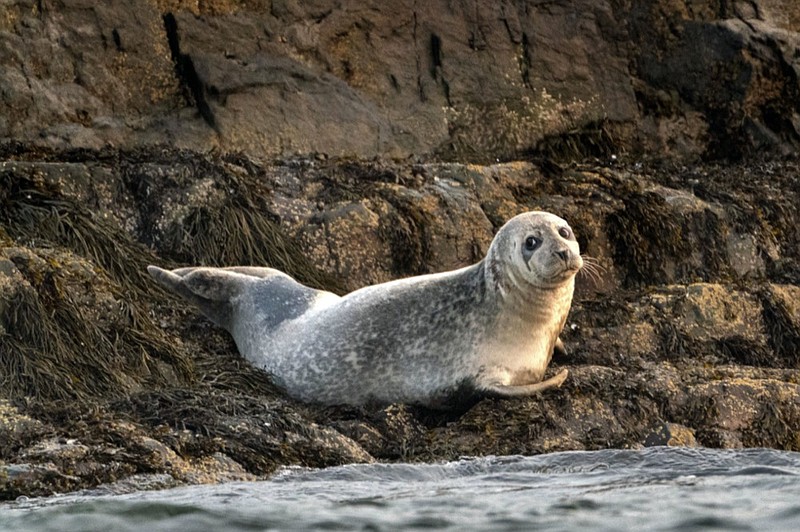 A grey seal lounges on a small island in Casco Bay, Tuesday, Sept. 15, 2020, off Portland, Maine. (AP Photo/Robert F. Bukaty, File)


