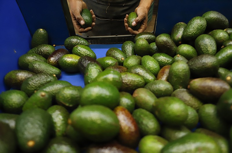 FILE - A worker selects avocados at a packing plant in Uruapan, Michoacan state, Mexico, Wednesday, Feb. 16, 2022. U.S. consumers will get the chance to try avocados from Jalisco state, after 25 years in which neighboring Michoacan has been the only Mexican state authorized to send the green fruit to the U.S. market. (AP Photo/Armando Solis, File)