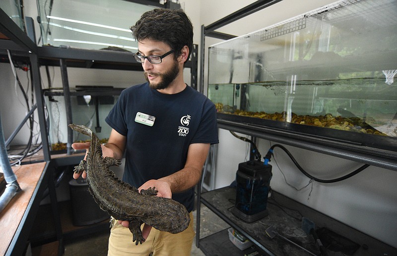 Staff Photo by Matt Hamilton / Herpetology keeper William Ternes holds a model of a hellbender at the Chattanooga Zoo on Friday.