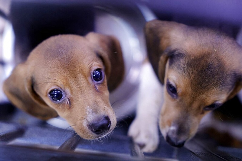 Beagle puppies are seen at the Humane Society of Tulsa Thursday, July 28, 2022 in Tulsa, Okla. The Humane Society of Tulsa received 208 of 4,000 beagles being evacuated from a breeding facility in Virginia. The facility breeds the dogs for medical testing facilities. (Mike Simons/Tulsa World via AP)