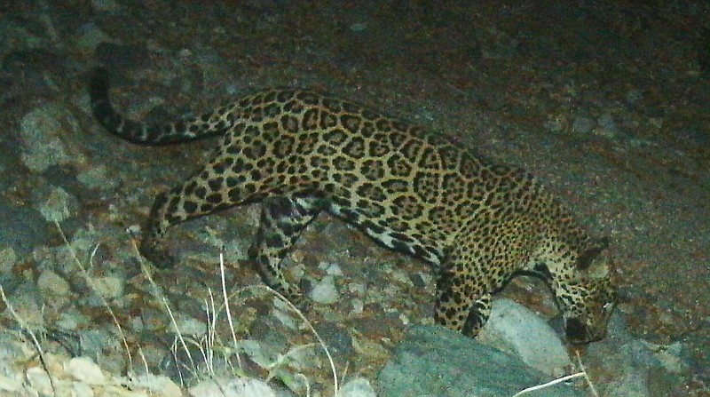 In this photo provided by the University of Arizona and U.S. Fish and Wildlife Service shows a male jaguar photographed by motion-detection wildlife cameras in the Santa Rita Mountains in Arizona on April 30, 2015 as part of a Citizen Science jaguar monitoring project conducted by the University of Arizona, in coordination with U.S. Fish and Wildlife Service. According to Borderlands Linkages, a binational collaboration of eight conservation groups, this cat is known as "El Jefe," or "The Boss," is one of the oldest jaguars on record along the border and one of few known to have crossed the border. (University of Arizona and U.S. Fish and Wildlife Service via AP)


