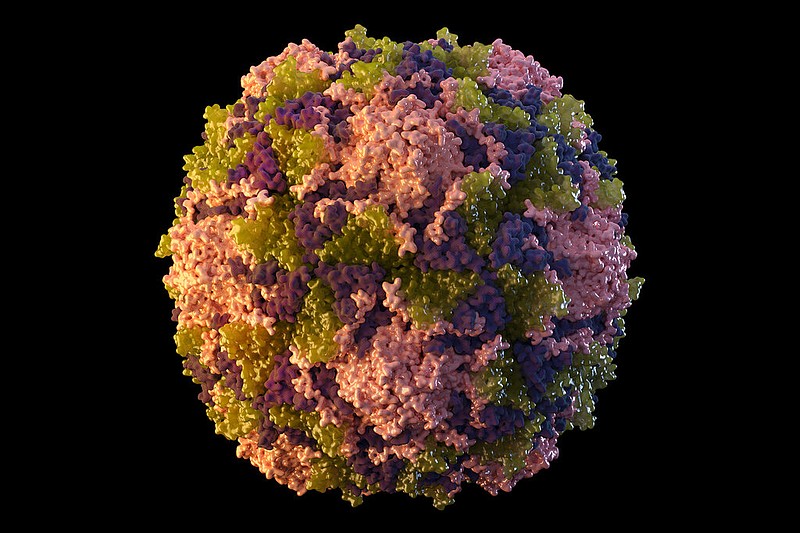 This 2014 illustration made available by the U.S. Centers for Disease Control and Prevention depicts a polio virus particle. The polio virus has been found in New York City's wastewater in another sign that the disease, which hadn't been seen in the U.S. in a decade, is quietly spreading among unvaccinated people, health officials said Friday, Aug. 12, 2022. (Sarah Poser, Meredith Boyter Newlove/CDC via AP, File)