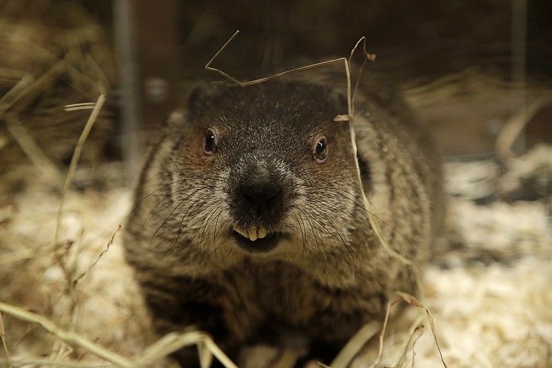 AP file photo by Julio Cortez / Groundhogs may be known to many for their weather predictions each February, but they are considered pests by most farmers and can serve as good practice for hunters to stay tuned up outside of deer season.